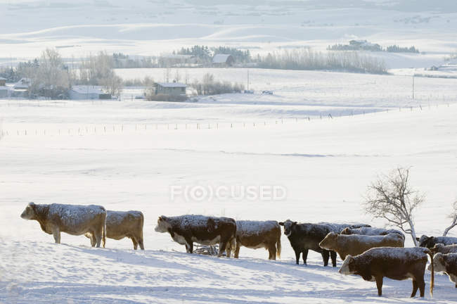 Mit Schnee bedeckte Rinder auf der Winterweide im Südwesten Albertas, Kanada. — Stockfoto