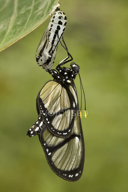 Glasswing-Schmetterling auf Pflanzenblatt hockt, Nahaufnahme — Stockfoto