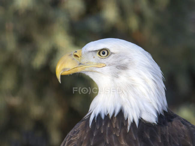 Retrato de águila calva ave de presa al aire libre
. - foto de stock