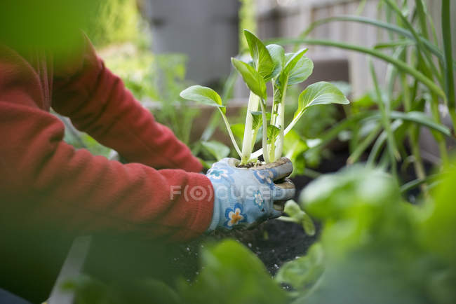 Vista ritagliata di donna piantare verdure in giardino . — Foto stock