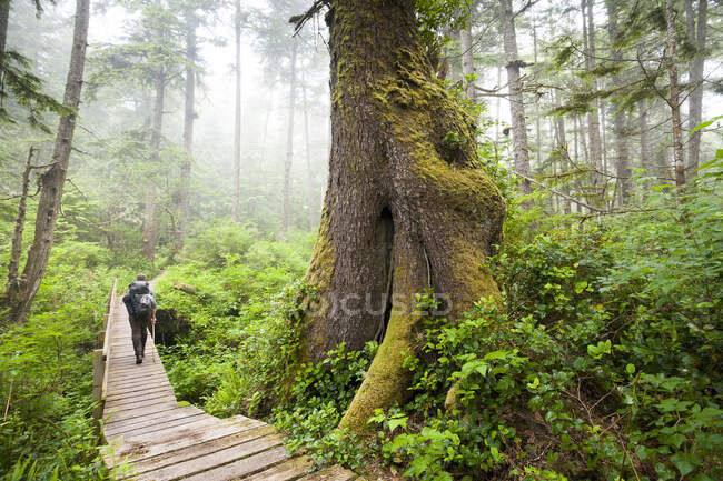 Escursionista sul lungomare, albero di cicuta occidentale, Tsuga heterophylla, West Coast Trail, Pacific Rim National Park Reserve, Vancouver Island, BC, Canada. — Foto stock