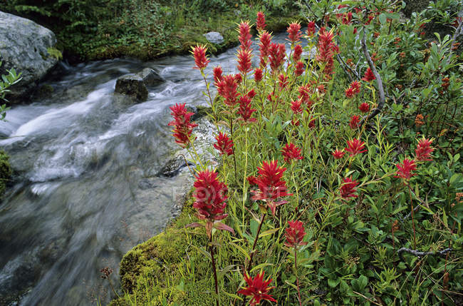 Flores de pincel por arroyo, Parque Provincial Joffre Lakes, Columbia Británica, Canadá . - foto de stock