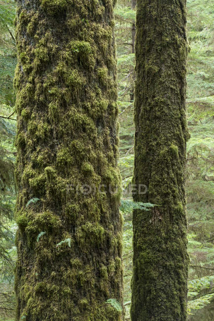 Tronchi di abete rosso Sitka ricoperti di muschio presso Rainforest Trail vicino a Tofino, British Columbia, Canada — Foto stock