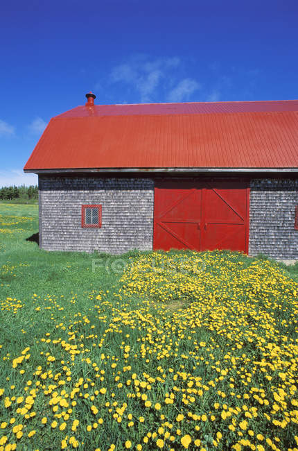 Red roofed barn and dandelions, Gaspe Peninsula, Quebec, Canada. — Stock Photo
