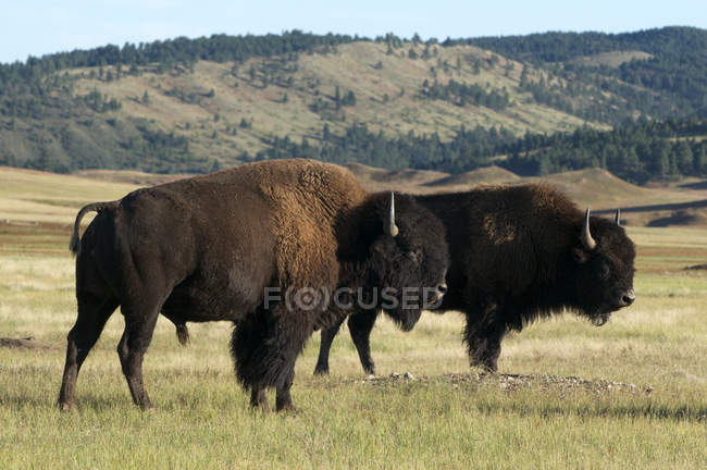 Bisões americanos em pastagens verdes em Custer State Park, Dakota do Sul, EUA — Fotografia de Stock