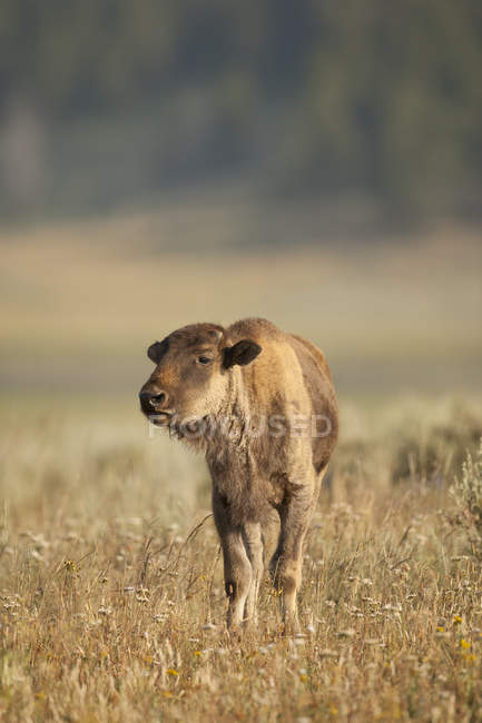 Giovane bisonte di pianura al pascolo nel prato del Parco Nazionale di Yellowstone, Montana, USA — Foto stock