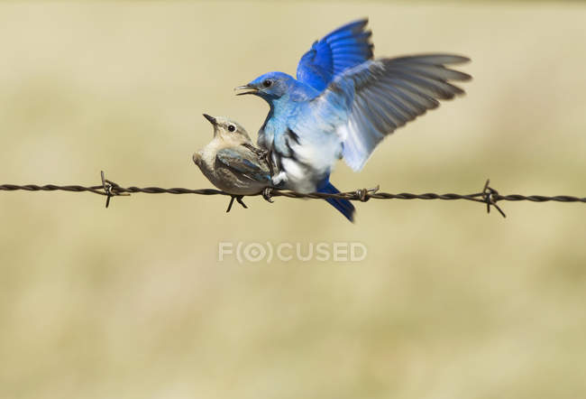 Aves azuis montesas acasalando em arame, close-up — Fotografia de Stock