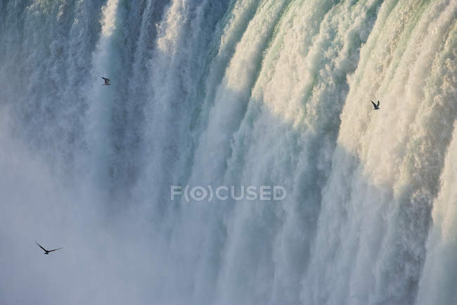 Hochwinkelaufnahme von Möwen, die an rauschendem Wasser der Hufeisenfälle, Niagarafälle, Ontario, Kanada vorbeifliegen — Stockfoto