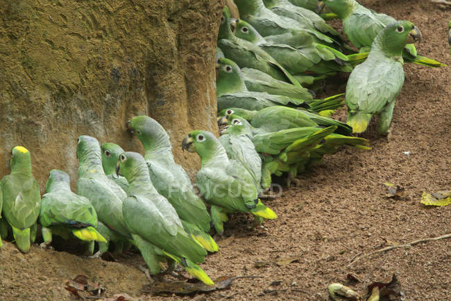 Aves amazonas coronadas amarillas que se alimentan en lamer arcilla en Ecuador
. - foto de stock