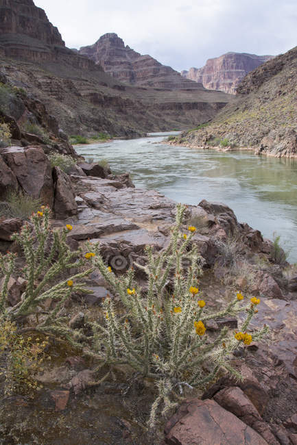 Цветущие растения на берегу реки Колорадо через засушливый Гранд-Каньон, Аризона, США — стоковое фото
