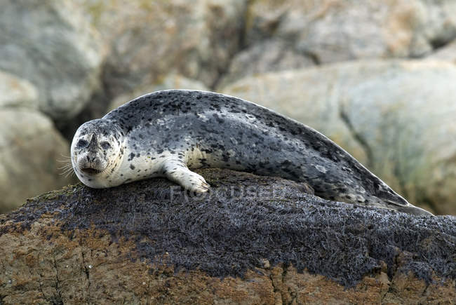 Harbor seal resting on reef rock in sea water and looking in camera. — Stock Photo