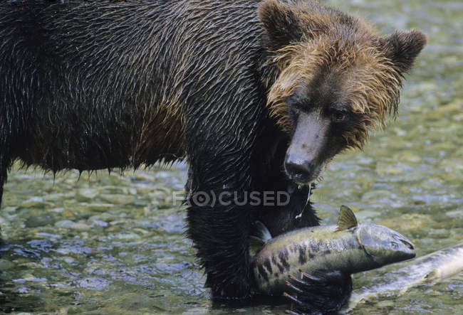 Urso pardo captura peixe salmão chum na água do rio . — Fotografia de Stock