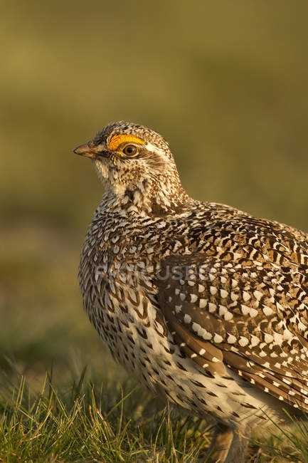 Sharp-tailed grouse in meadow, close-up — Stock Photo