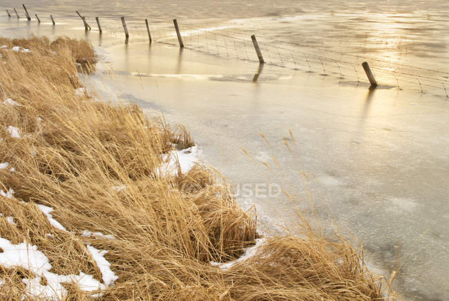 Замерзшая труба и сельский забор рядом с Кокрейном, Альберта, Канада — стоковое фото