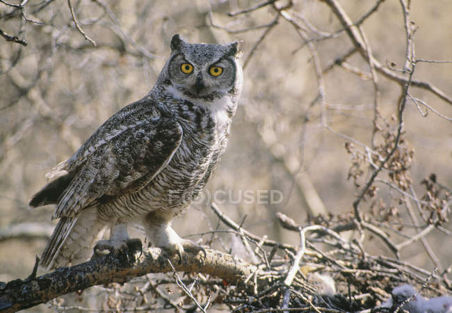 Adult great horned owl sitting on tree, close-up. — Stock Photo