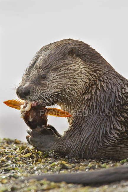 Lontra do rio norte-americano alimentando-se na costa, close-up — Fotografia de Stock