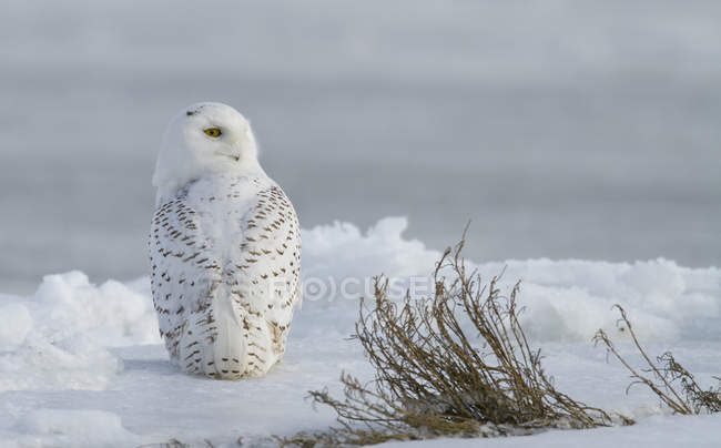 Rear view of snowy owl with head turned on snow. — Stock Photo