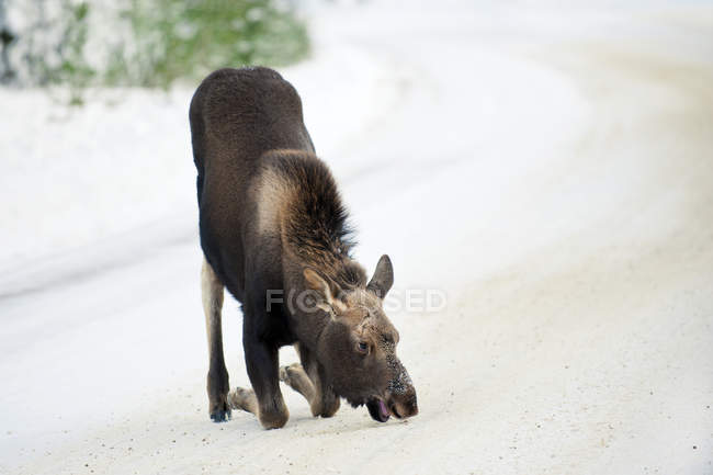 Bezerro de alce ajoelhado e comendo sal da estrada de inverno, Parque Nacional Jasper, Alberta, Canadá — Fotografia de Stock