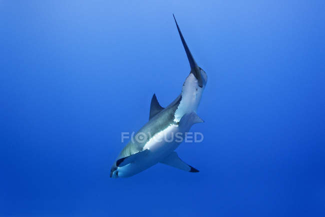 Great white shark swimming in blue sea water. — Stock Photo