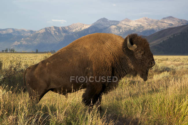 Vue panoramique du bison dans les prairies avec la chaîne de montagnes Grand Teton dans le Wyoming, États-Unis — Photo de stock