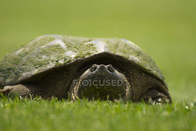 Gros plan sur la tortue serpentine dans un pré vert . — Photo de stock