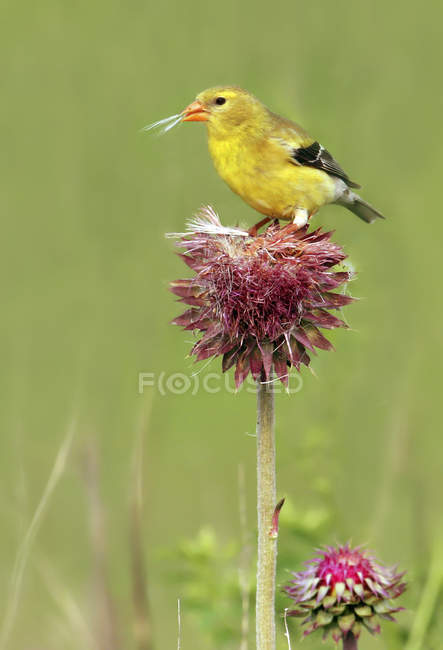 Close-up of yellow American goldfinch perched on thistle in meadow. — Stock Photo