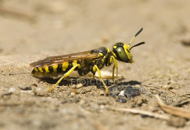 Close-up of wasp sitting on ground outdoors — Stock Photo