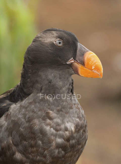 Close-up portrait of tufted puffin outdoors — Stock Photo