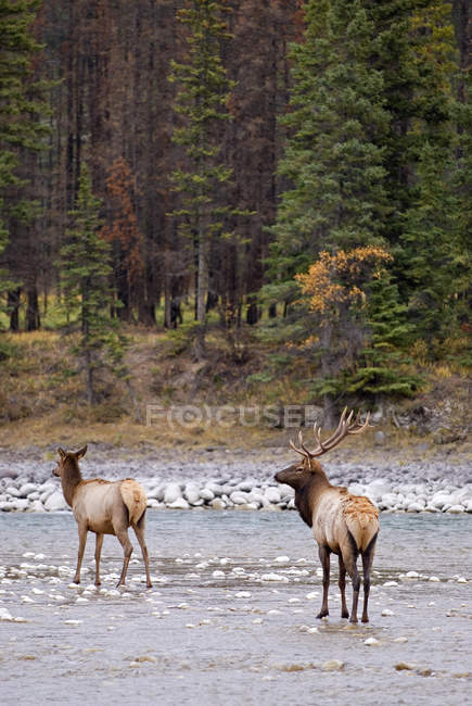 Alci che attraversano il fiume Athabasca in acqua, Alberta, Canada . — Foto stock