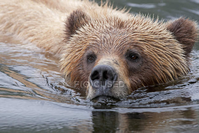 Grizzli nageant dans l'eau, portrait rapproché . — Photo de stock
