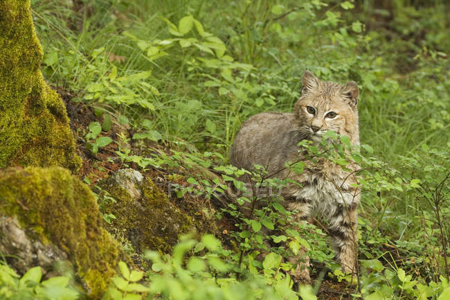 Bobcat walking in foliage of wet mountain forest — Stock Photo