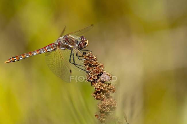 Variegated meadowhawk perched on plant in meadow, close-up. — Stock Photo