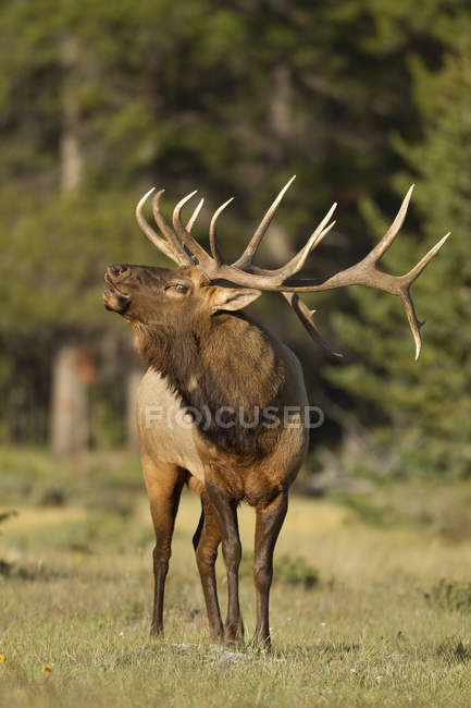 Rocky mountain elk shouting on meadow of Banff National Park, Alberta, Canada — Stock Photo