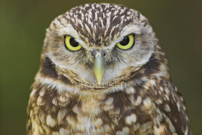 Burrowing owl looking in camera outdoors, portrait. — Stock Photo