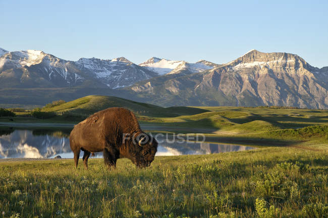 Plains bison pastoreando no prado pela costa do lago em Waterton Lakes National Park, Alberta, Canadá — Fotografia de Stock