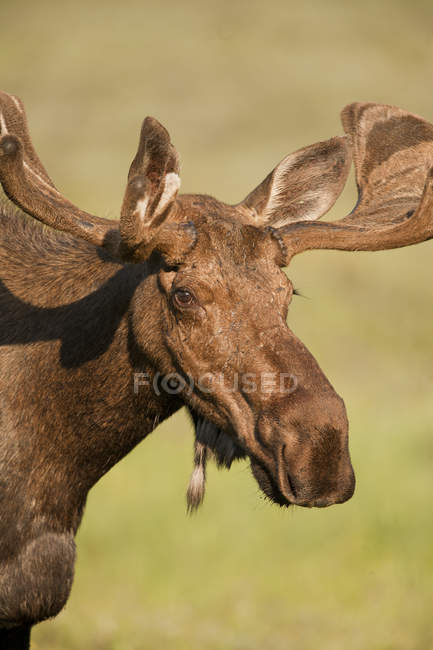 Portrait of moose with antlers in Rocky Mountains, Alberta, Canada — Stock Photo