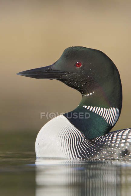 Common loon swimming on pond water, close-up. — Stock Photo