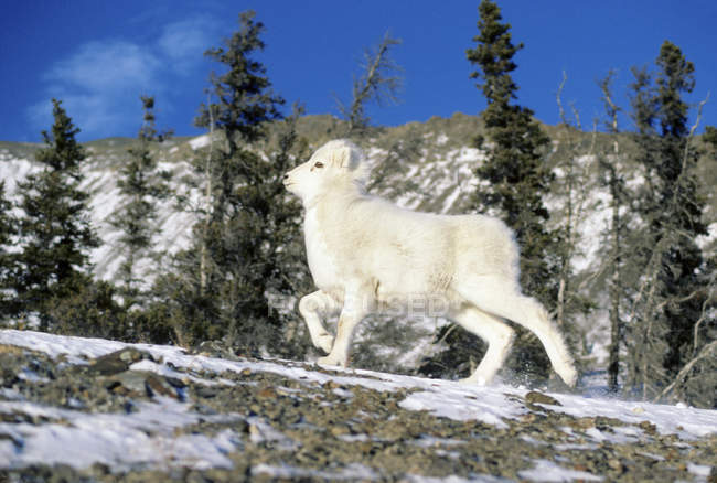 Dall schafe lamm klettern auf winter range, kluane nationalpark, yukon, canada — Stockfoto