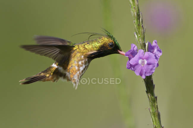Coquete de crista preta voando e alimentando-se de flores na floresta tropical . — Fotografia de Stock