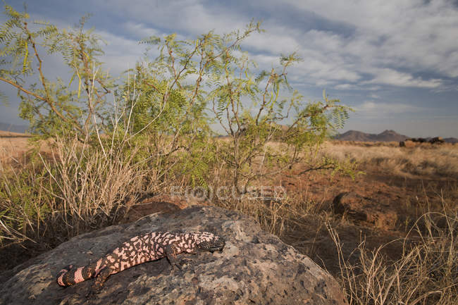 Reticulate gila monster lizard on rocks en Arizona, Estados Unidos - foto de stock