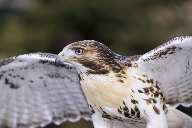 Hermosa ave halcón de cola roja, retrato . - foto de stock