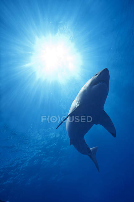 Велика біла акула плаває у блакитній морській воді . — стокове фото