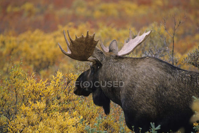 Moose walking in tundra meadow of Denali National Park, Alaska, Estados Unidos da América . — Fotografia de Stock