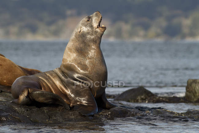 León marino de California descansando en la orilla, Victoria, Columbia Británica, Canadá . - foto de stock