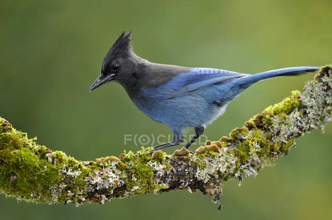 Close-up of Steller jay bird perching on lichen covered branch. — Stock Photo