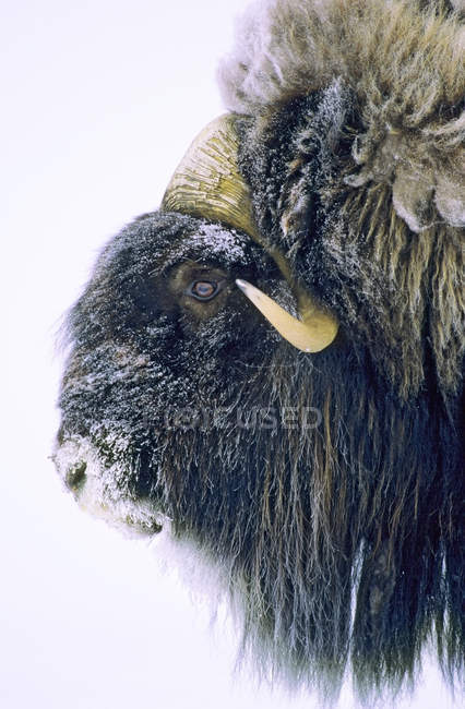 Toro muskox con piel cubierta de nieve, vista lateral - foto de stock