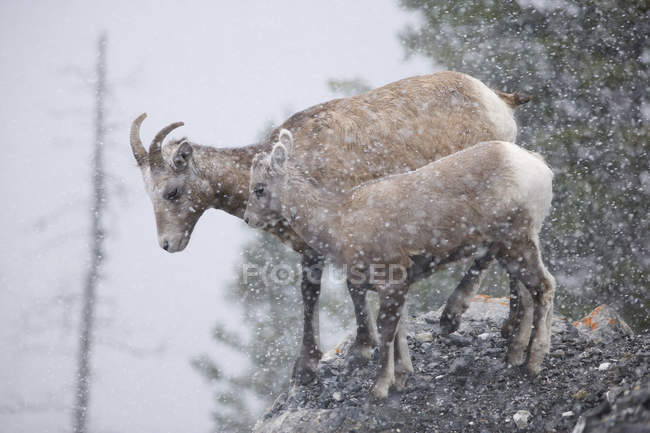 Brebis d'Amérique et agneau dans une tempête de neige, parc national Jasper, Alberta, Canada — Photo de stock