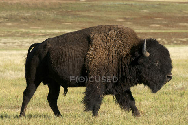 Toro bisonte americano caminando en hierba alta en Custer State Park, Dakota del Sur, EE.UU. - foto de stock