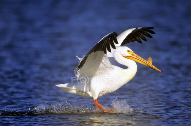 American white pelican with wings outstretched standing on shore. — Stock Photo