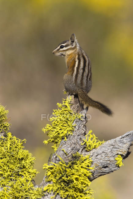 Minimo scoiattolo seduto su ramo muschiato — Foto stock